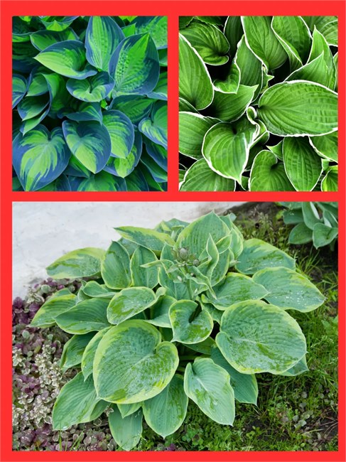 Хоста гибридная (hosta hybrida) mix Семена 5 штук wb2pwfo1ms - фото 1200