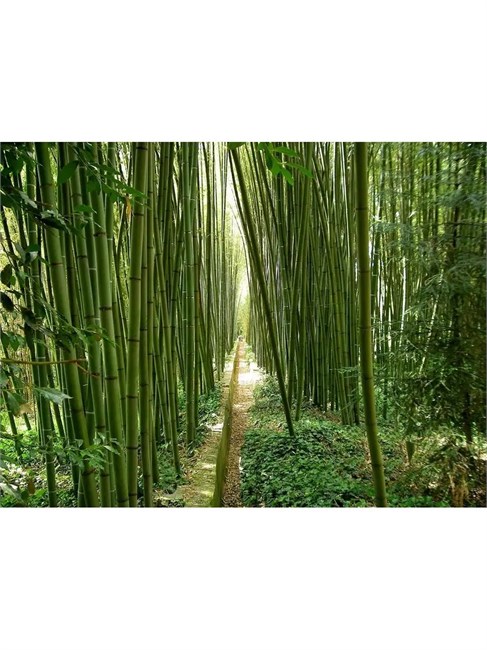 Семена Бамбук Phyllostachys edulis Moso 10 шт. semena_moco - фото 229