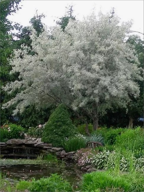 Семена Лох узколистный Elaeagnus angustifolia (20 штук) loh_uz - фото 2355