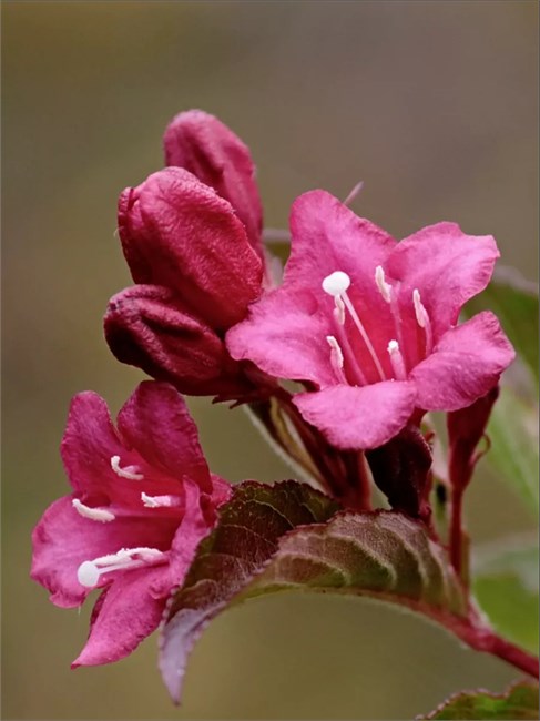 Семена Вейгела цветущая (Weigela florida) 10 штук semena_veigela - фото 2361