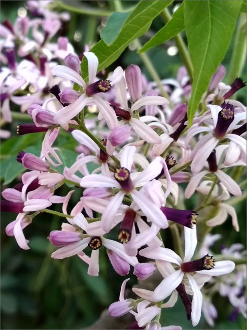 Мелия Азедарах (Melia azedarach, Meliaceae) Семена 10 штук 62485434567898 - фото 2374