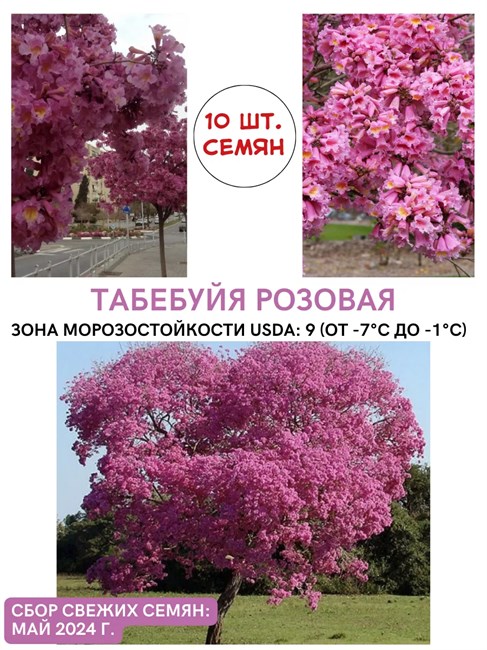 Семена Табебуйя розовая 10 штук wb3ih2sc40 - фото 2601