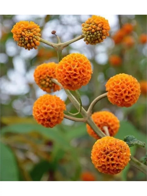 Семена Буддлея шаровидная (Buddleja globosa) 20 штук sem_001 - фото 280