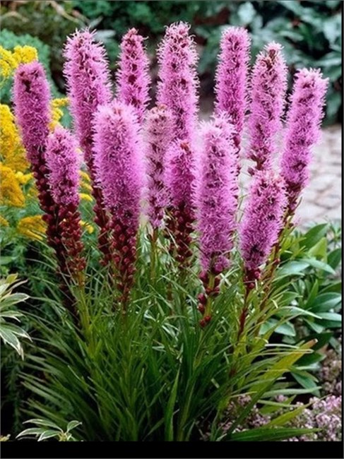 Лиатрис Колосковый Семена 100 шт. semena_liatris - фото 3442