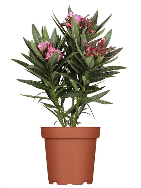 Олеандр обыкновенный (Nerium oleander) semena_oleandr - фото 4153