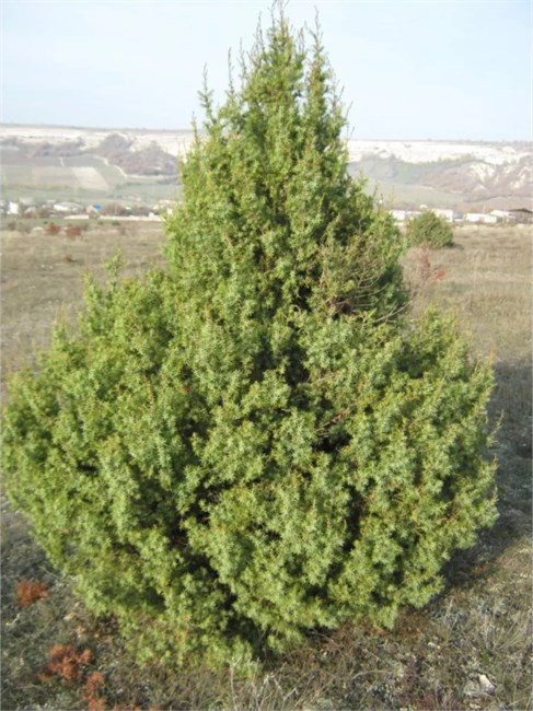 Можжевельник колючий (Juniperus oxycedrus) Семена 5 штук wb65nrmjy8 - фото 440