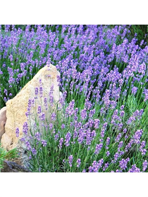 Семена лаванда узколистная зимостойкая (50 штук) semena_lavanda - фото 502