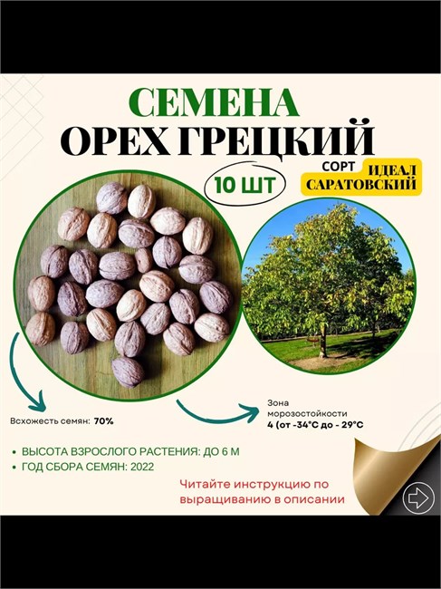 Семена орех грецкий Идеал Саратовский (10 штук) semena_or_gr_ideal - фото 548