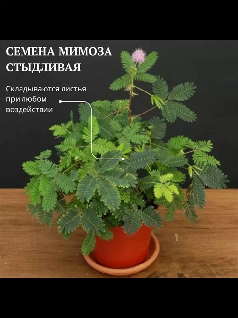 Семена Мимоза стыдливая (Mimosa pudica) 5 шт. semena_mimoza - фото 567