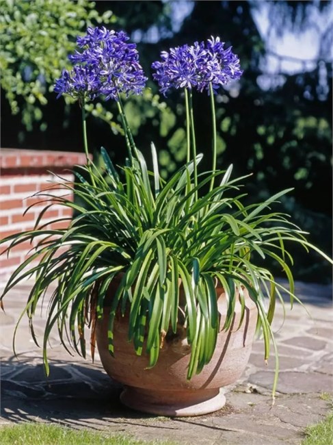 Агапантус стеблевой (Agapanthus caulescens) Семена 5 штук 987654345678 - фото 593