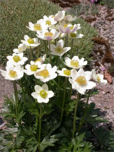 Анемона виргинская (Anemone virginiana) Семена 20 штук 87654456787654 - фото 682