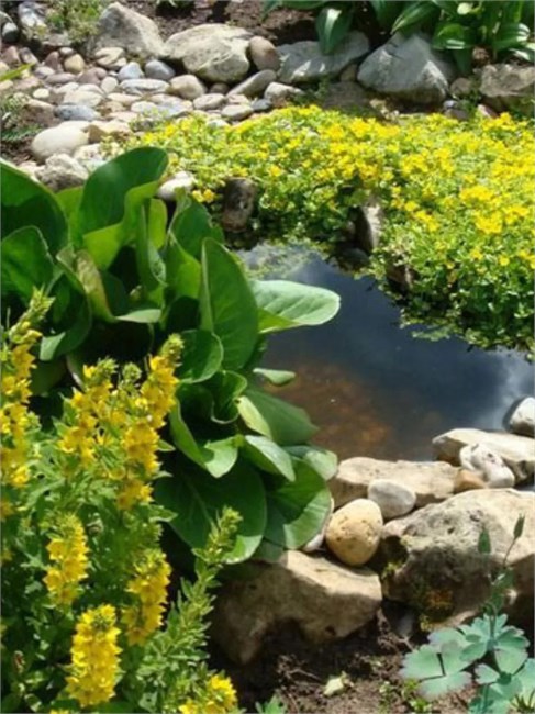 Вербейник даурский (Lysimachia ephemerum) Семена 50 штук 2456789876543 - фото 790