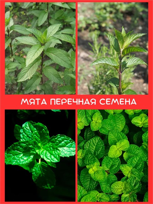 Мята перечная (Mentha piperita) семена 100 штук semena_myata - фото 981