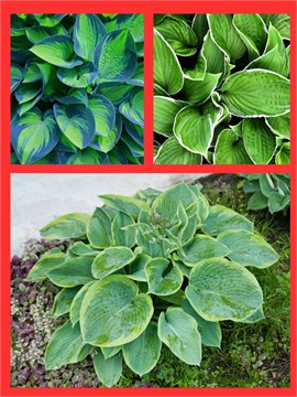 Хоста гибридная (hosta hybrida) mix Семена 5 штук wb2pwfo1ms