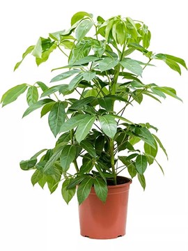 Шеффлера лучелистная (Schefflera actinophylla) семена 5 шт. sem_017