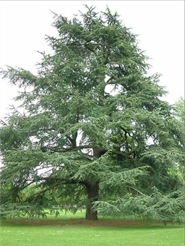 Кедр Атласский (Cedrus atlantica), Семена 10 штук 3456798765678