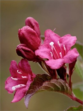 Семена Вейгела цветущая (Weigela florida) 10 штук semena_veigela