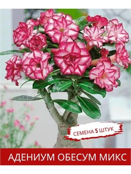 Семена Adenium Obesum MIXED COLORS MIX (5 шт.) aden_5