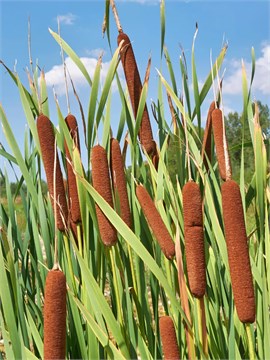 Семена Рогоз Лаксманна (Typha Laxmannii) 50 штук sem_rogoz