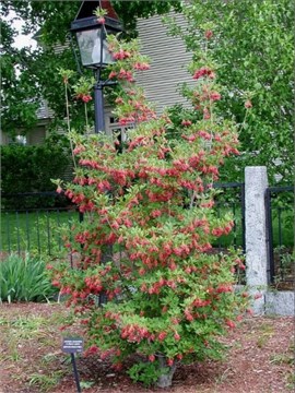 Семена Энкиантус китайский (Enkianthus chinensis) 5 шт. sem_018