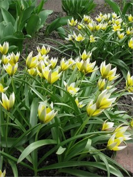 Тюльпан поздний (Tulipa tarda) Семена 5 штук sem_tulp