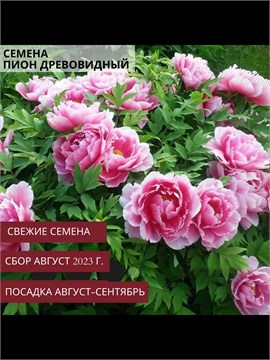 Пион древовидный микс семена (5 ШТ) Pion_mix