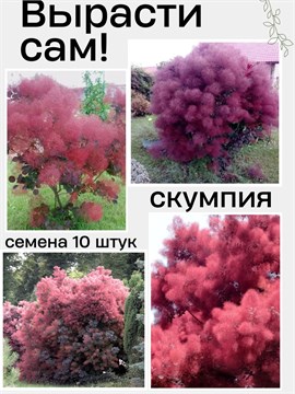 Скумпия кожевенная Семена 10 штук wb56dk2fto