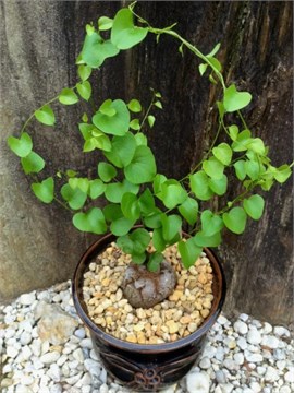 Семена Диоскорея межкаменная (Dioscorea rupicola) wbs7iiue4