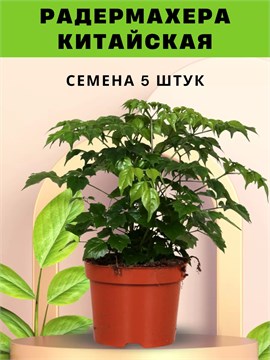 Семена Радермахера китайская 5 штук wb6rmcx1wg