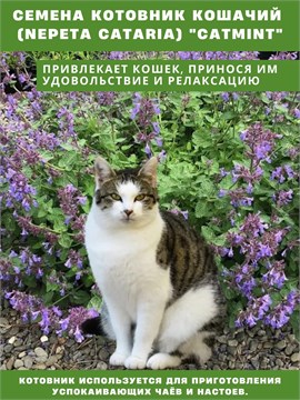 Семена Котовник кошачий (Nepeta cataria) "Catmint" wb5ek1se5c