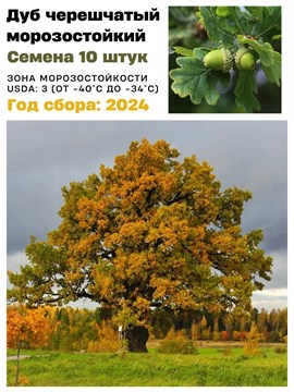 Семена Дуб черешчатый 10 штук wb6nt2rygw
