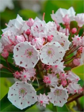 Семена Кальмия широколистная (Kalmia latifolia) wb3rkjppkk