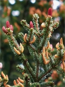 Семена Ель Коямы (Picea koyamae) 20 штук wb6e92bzck