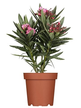 Олеандр обыкновенный (Nerium oleander) semena_oleandr