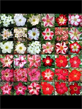 Семена Adenium Obesum MIX  10 шт. aden_10