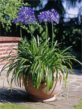 Агапантус стеблевой (Agapanthus caulescens) Семена 5 штук 987654345678