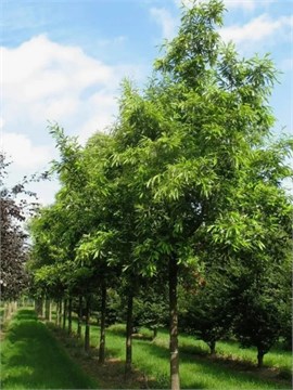 Дуб Каштанолистный (Quercus castaneifolia) Семена 5 штук 9458645678909876