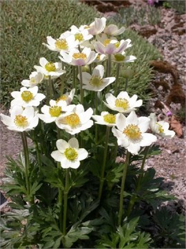 Анемона виргинская (Anemone virginiana) Семена 20 штук 87654456787654