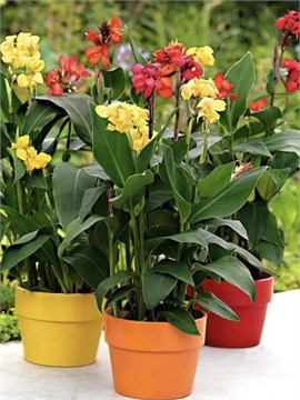 Канна (Canna) Микс семена 5 штук 1324576