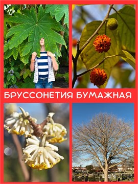 Бруссонетия бумажная (Broussonetia papyrifera) Семена 5 штук 76543456797654