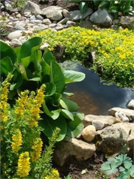 Вербейник даурский (Lysimachia ephemerum) Семена 50 штук 2456789876543