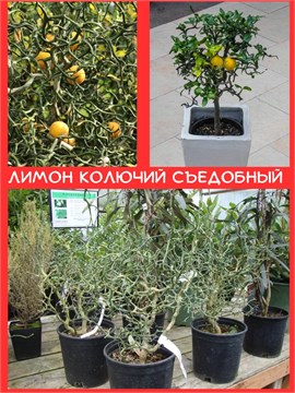 Лимон колючий съедобный комнатный семена 5 штук semena_limon