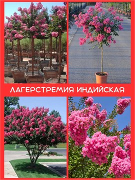 Лагерстремия индийская (Lagerstroemia indica) Семена 20 штук semena_lager