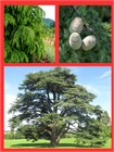 Кедр гималайский (Cedrus deodara) Деодар Семена 10 штук 30684654345678 - фото 1128