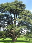 Кедр гималайский (Cedrus deodara) Деодар Семена 10 штук 30684654345678 - фото 1129