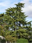 Кедр гималайский (Cedrus deodara) Деодар Семена 10 штук 30684654345678 - фото 1131