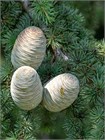 Кедр гималайский (Cedrus deodara) Деодар Семена 10 штук 30684654345678 - фото 1135