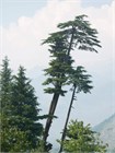 Кедр гималайский (Cedrus deodara) Деодар Семена 10 штук 30684654345678 - фото 1137