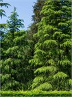 Кедр гималайский (Cedrus deodara) Деодар Семена 10 штук 30684654345678 - фото 1138