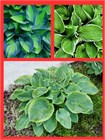 Хоста гибридная (hosta hybrida) mix Семена 5 штук wb2pwfo1ms - фото 1200